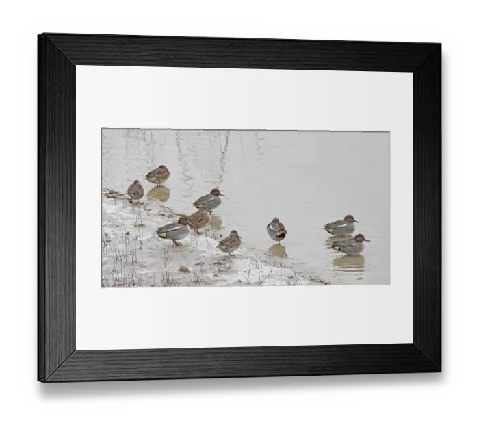 Framed Print : Crickenten Anas crecca' Crickenten Anas crecca Framed Print : Crickenten Anas crecca' Crickenten Anas crecca