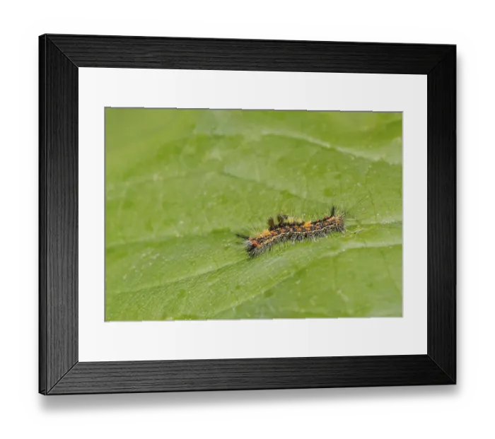 Framed Print : Orgyia antiqua sloe spinner Orgyia antiqua sloe spinner