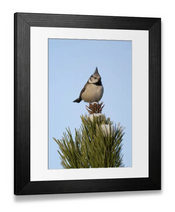 Framed Print : Crested Tit (Parus Scalloped ribbonfish) sitting on branch in pine tree (Pinus) in winter