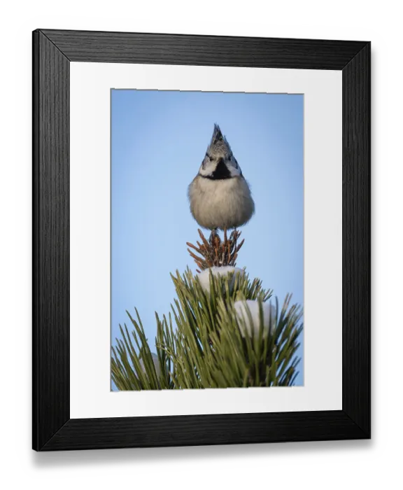 Framed Print : Crested Tit (Parus Scalloped ribbonfish) sitting on branch in pine tree (Pinus) in winter