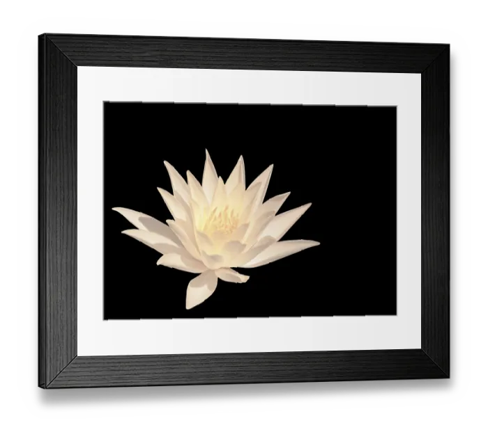 Framed Print : White water lily isolated on black