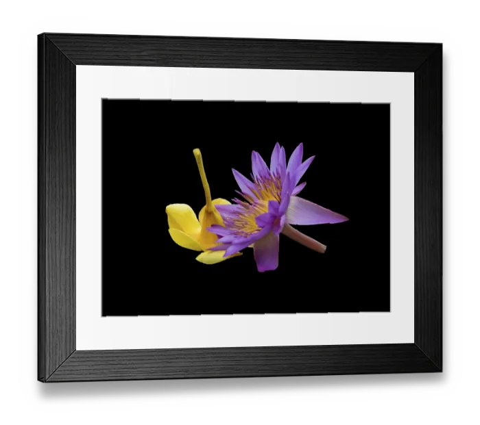 Framed Print : Purple lotus and yellow flower buddhist ceremonial accessories Framed Print : Purple lotus and yellow flower buddhist ceremonial accessories