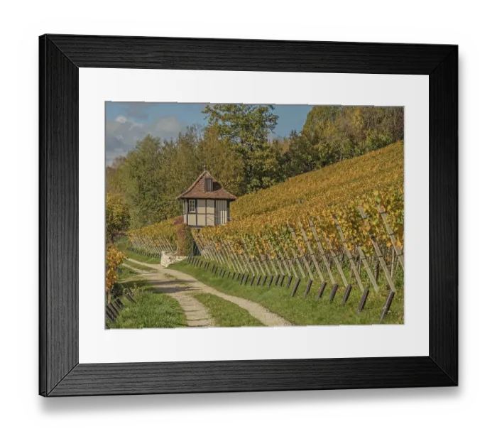 Framed Print : Vineyards in Schaffhausen, Switzerland