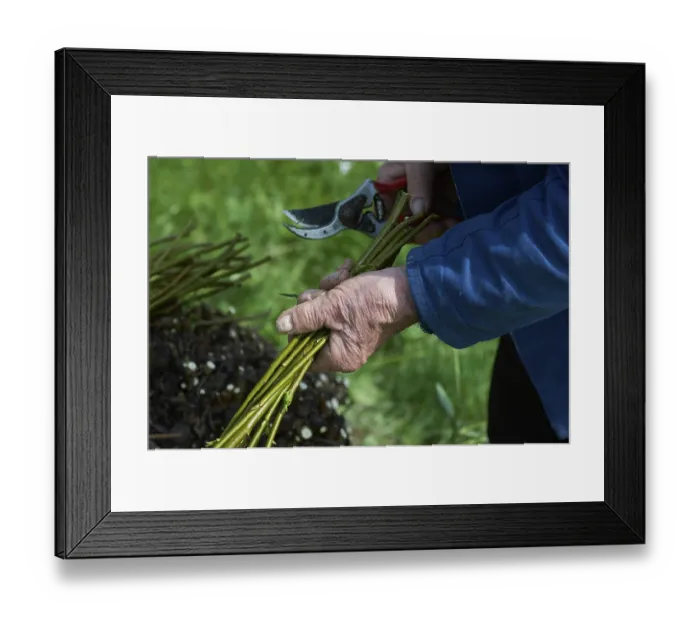 Framed Print : Willow pruning in spring, willow (Salix)