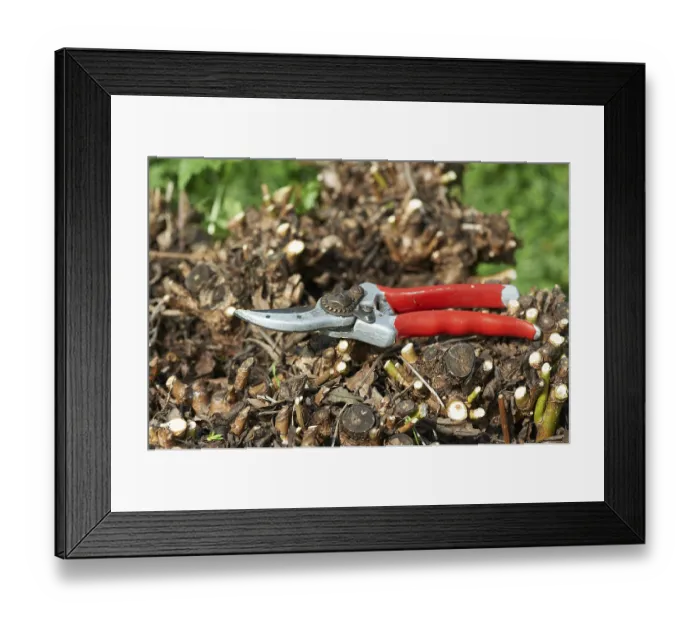 Framed Print : Willow pruning in spring, willow (Salix)