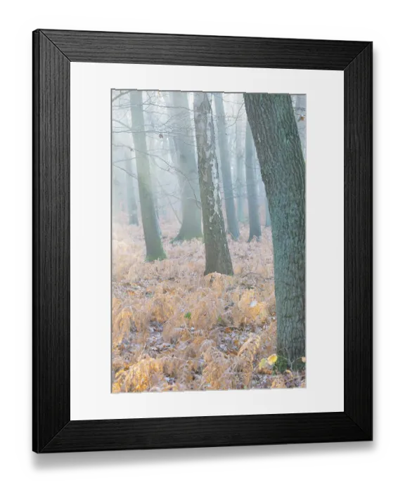 Framed Print : Foggy, frosty forest scene with trees in the soft morning light Framed Print : Foggy, frosty forest scene with trees in the soft morning light