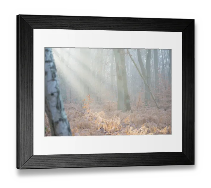 Framed Print : Rays of light penetrate the misty autumn forest