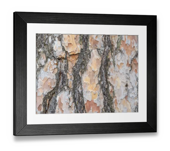 Framed Print : Bark texture background Scots pine horizontal image