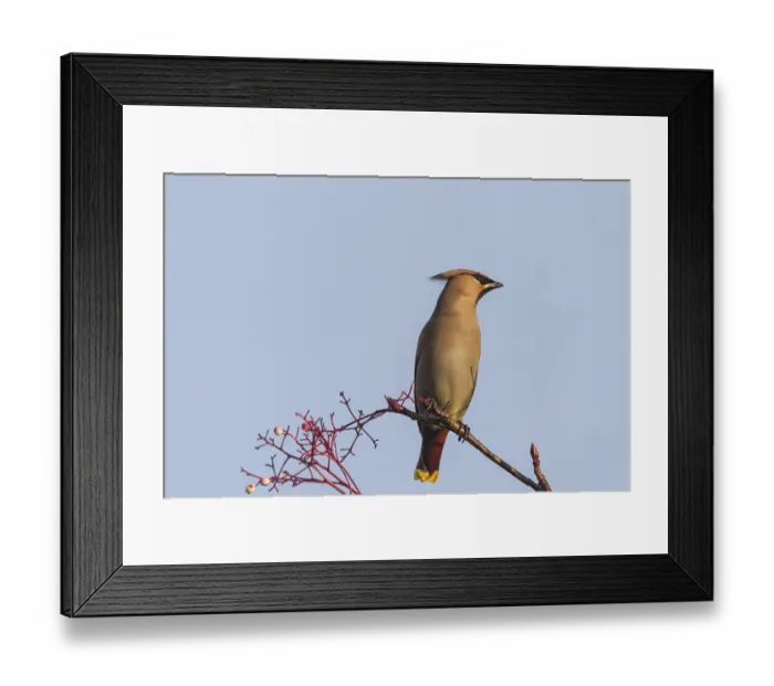 Framed Print : Waxwing perching on a branch close up