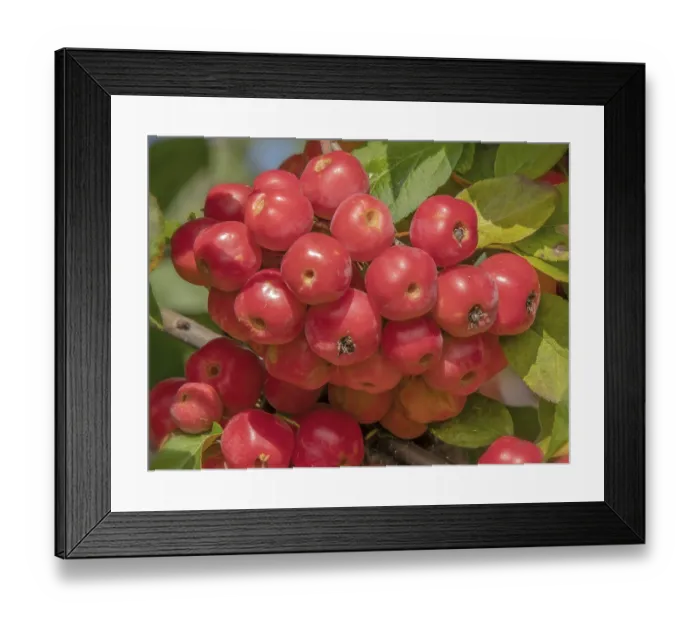 Framed Print : Red Sentinel crabapple