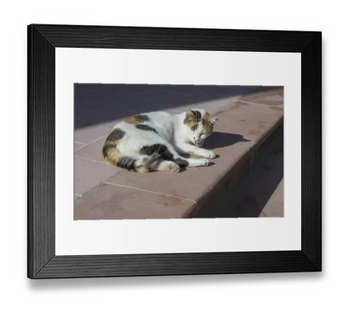 Framed Print : Lazy cat dozing off on a sunny staircase