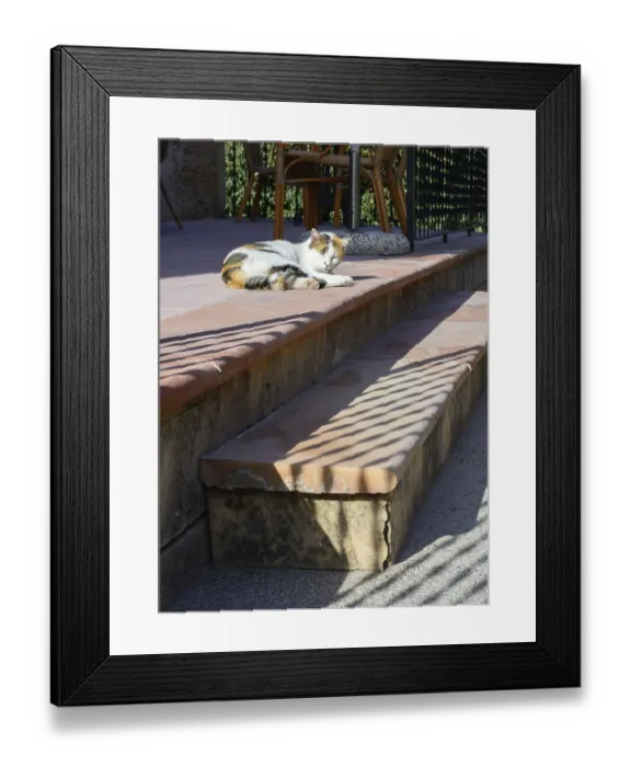 Framed Print : Lazy cat dozing off on a sunny staircase