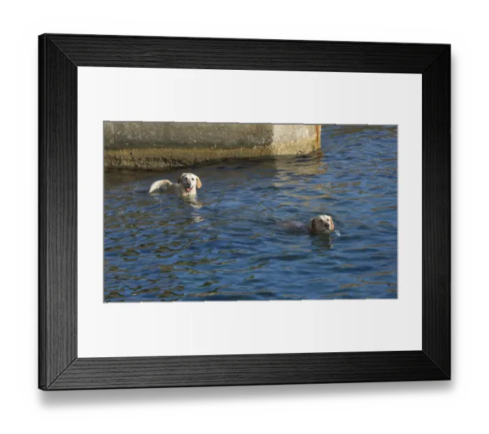 Framed Print : Two dogs swimming in blue ocean water