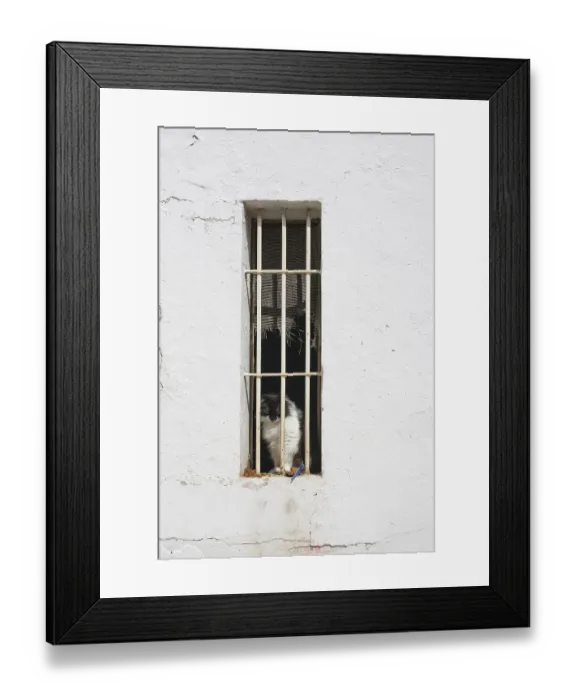 Framed Print : Cat behind bars in window on white roughcast wall Framed Print : Cat behind bars in window on white roughcast wall