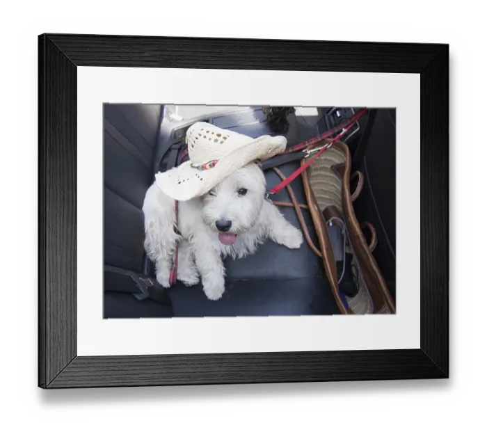 Framed Print : White terrier with summer vacation strawhat on black leather seats inside car