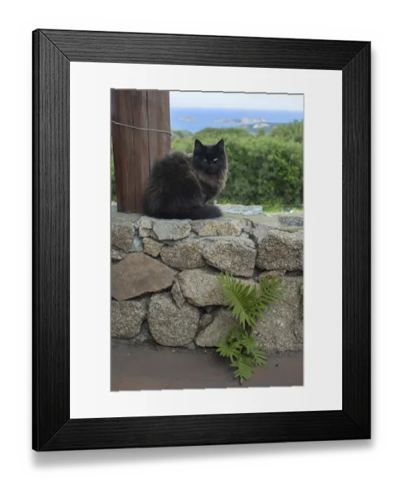 Framed Print : Dark brown cat sits on stone wall with sea view over the macchia in Sardinia