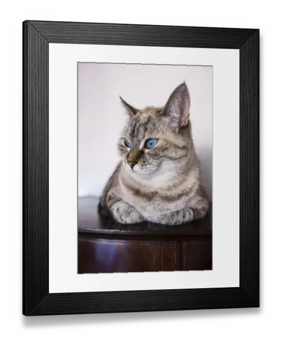 Framed Print : Portrait of a domestic cat