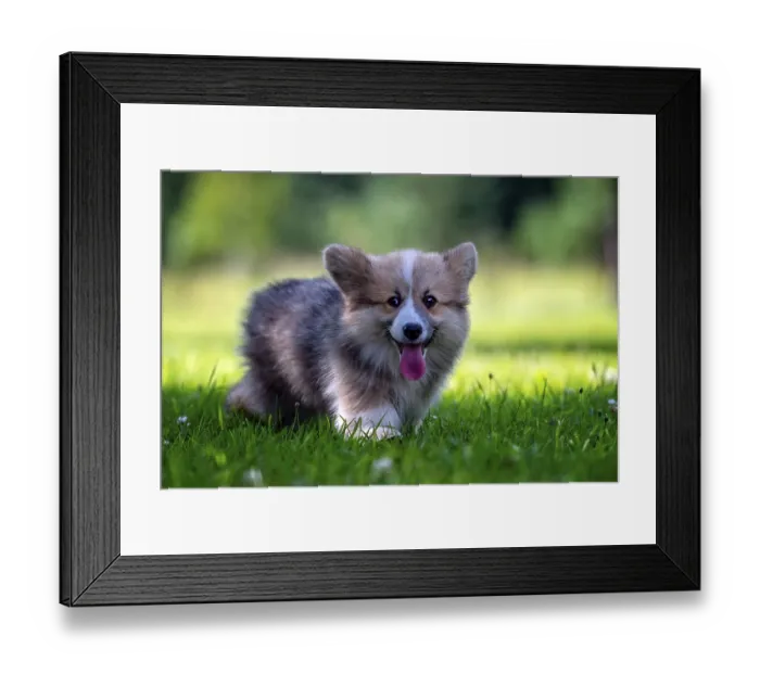 Framed Print : Red dog welsh corgi pembroke puppy running in the green grass