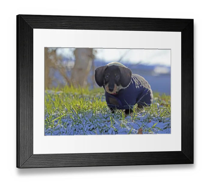 Framed Print : Wire-haired dachshund in winter coat Framed Print : Wire-haired dachshund in winter coat