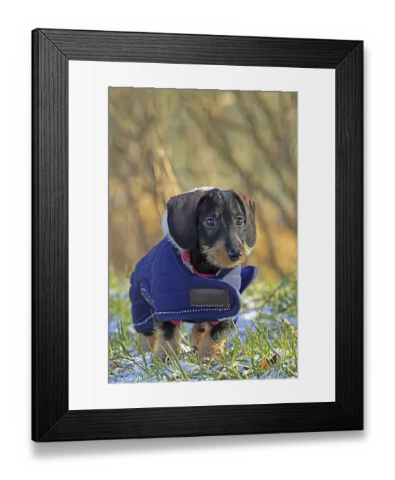 Framed Print : Wire-haired dachshund in winter coat