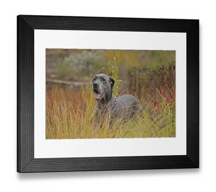 Framed Print : Great Dane Framed Print : Great Dane