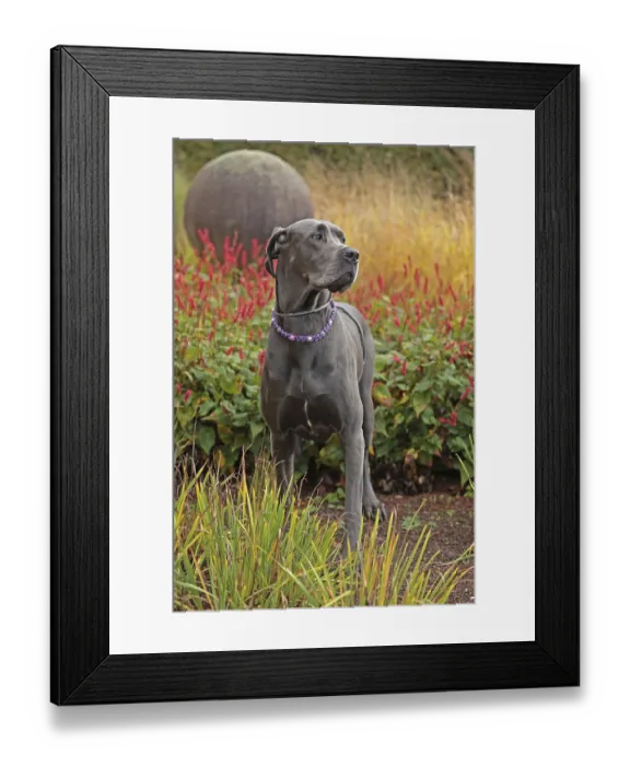 Framed Print : Great Dane