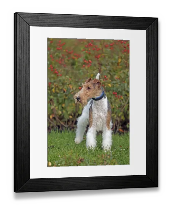 Framed Print : Wirehaired Fox Terrier