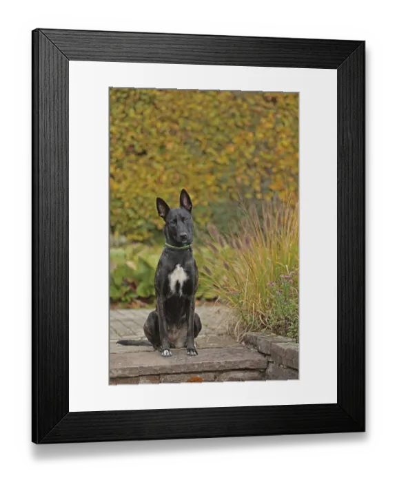 Framed Print : Malinois sitting on stone slab Framed Print : Malinois sitting on stone slab