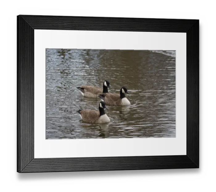 Framed Print : Canada goose (Branta canadensis)
