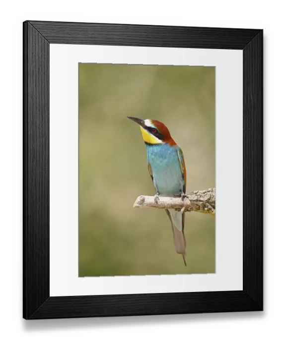 Framed Print : European bee-eater (Merops apiaster) sitting on a branch covered with green lichen Framed Print : European bee-eater (Merops apiaster) sitting on a branch covered with green lichen