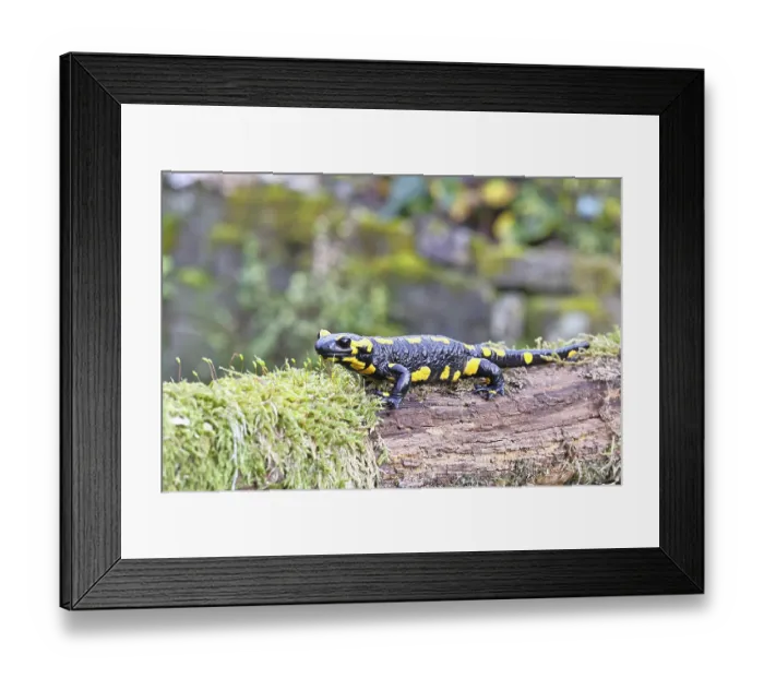 Framed Print : Fire salamander (Salamandra salamandra) Framed Print : Fire salamander (Salamandra salamandra)