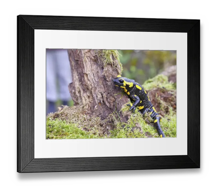 Framed Print : Fire salamander (Salamandra salamandra)