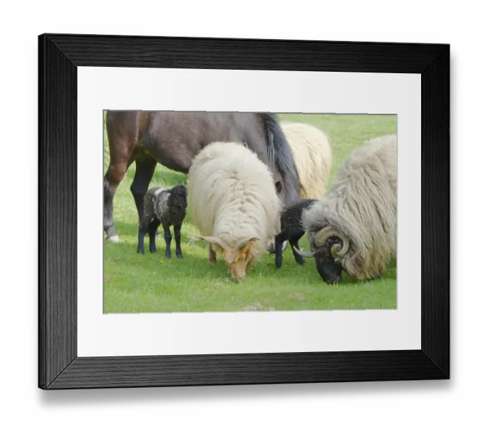 Framed Print : Farm Animals Grazing in a Green Field