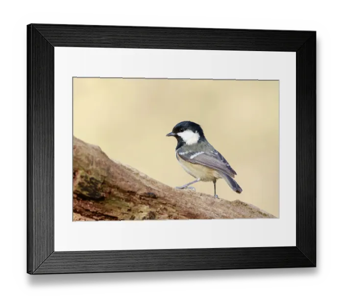 Framed Print : Coal Tit (Periparus ater) perched on a branch Framed Print : Coal Tit (Periparus ater) perched on a branch