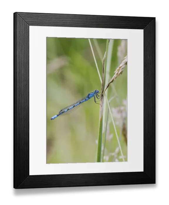 Framed Print : Blue Damselfly resting on a branch closeup Framed Print : Blue Damselfly resting on a branch closeup