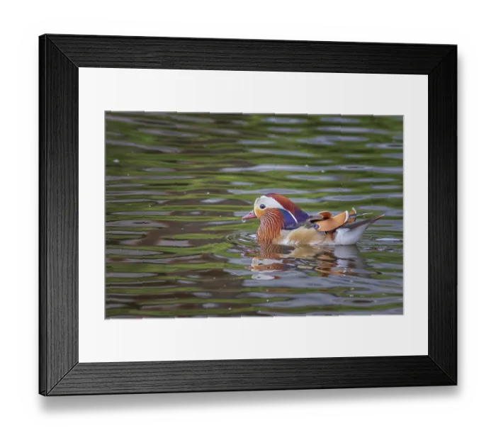 Framed Print : Mandarin duck on the lake Framed Print : Mandarin duck on the lake