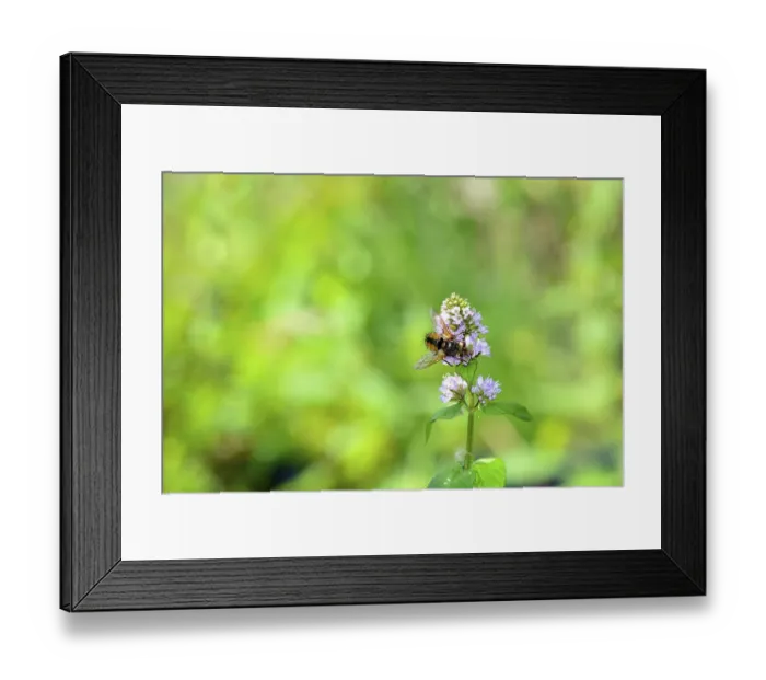 Framed Print : Breite Raupenfliege (Tachina fera)
