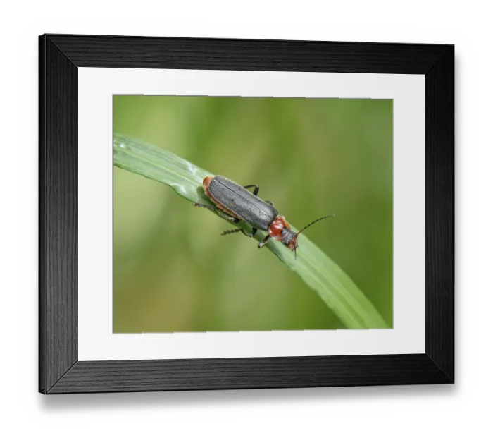 Framed Print : Common soft beetle Cantharis fusca