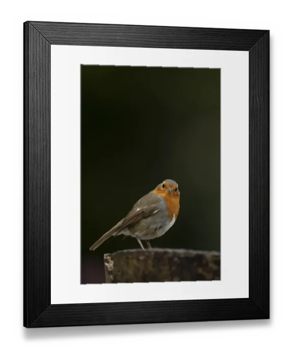 Framed Print : European robin (Erithacus rubecula) adult garden bird on a tree stump