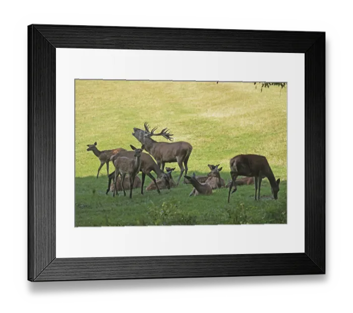 Framed Print : Red deer (Cervus elaphus), herd, rutting season