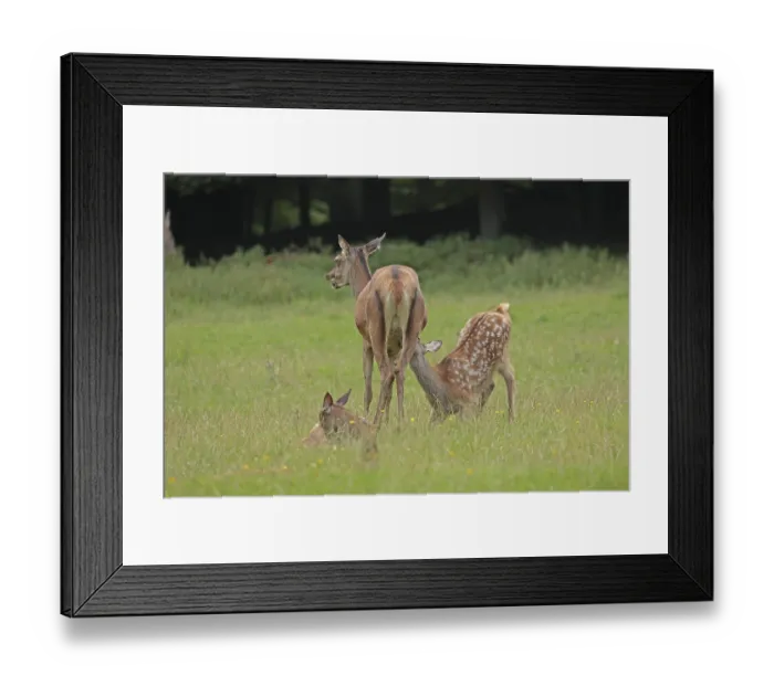 Framed Print : Red deer (Cervus elaphus), cow with calves