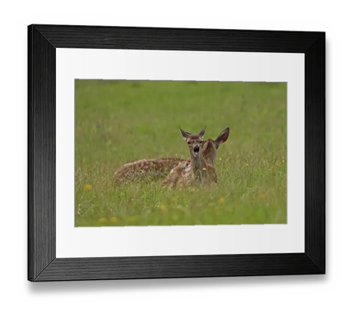Framed Print : Red deer (Cervus elaphus), calves Framed Print : Red deer (Cervus elaphus), calves