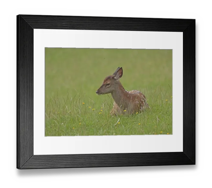 Framed Print : Red deer (Cervus elaphus), calf lying in the grass