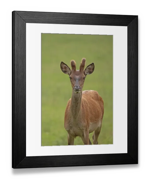 Framed Print : Red deer (Cervus elaphus), male Framed Print : Red deer (Cervus elaphus), male
