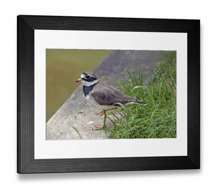 Framed Print : Ringed Plover (Charadrius hiaticula)