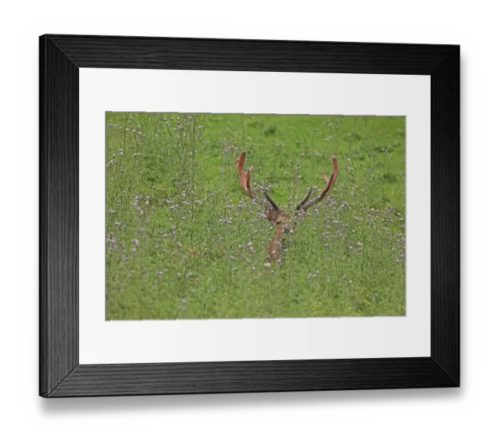 Framed Print : Sika deer (Cervus nippon), sika deer, male Framed Print : Sika deer (Cervus nippon), sika deer, male