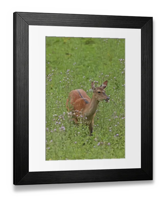 Framed Print : Sika deer (Cervus nippon), female