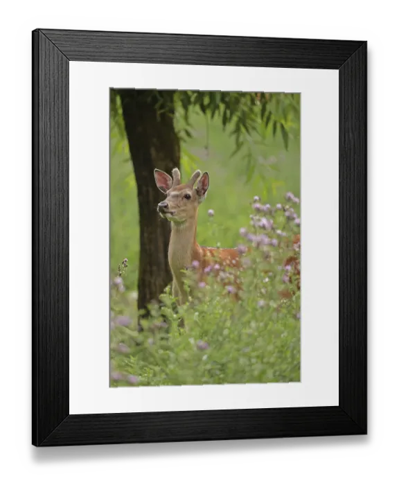 Framed Print : Sika deer (Cervus nippon), male