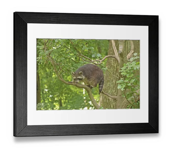 Framed Print : Raccoon (Procyon lotor)