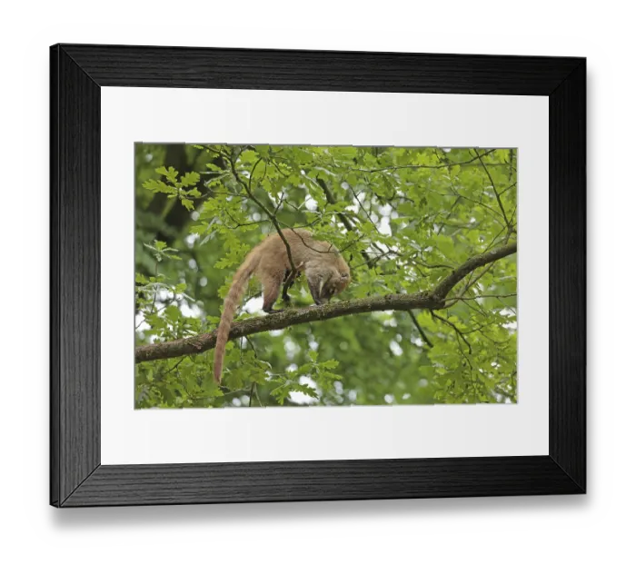 Framed Print : White-trunked coati (Nasua narica) Captive